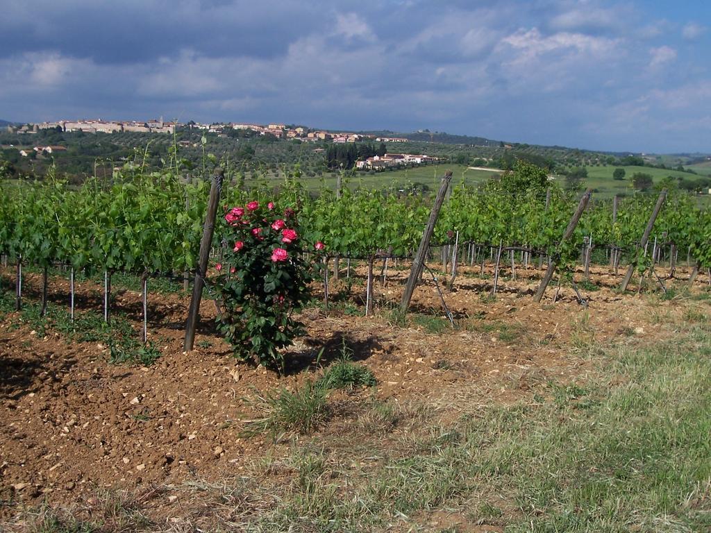 Agriturismo La Carlina Villa Magliano in Toscana Exterior photo